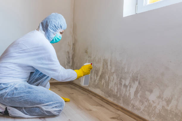 Licensed Basement Mold Remediation service in Darlington, MD - WQB Mold Removal