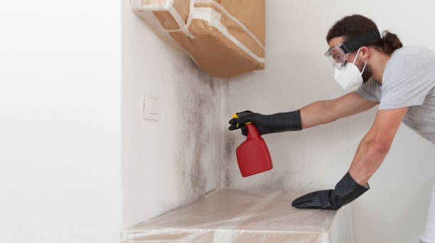 Professional Basement Mold Remediation technician working in Darlington, MD