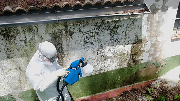 Top rated local Basement Mold Remediation specialists in Darlington, MD